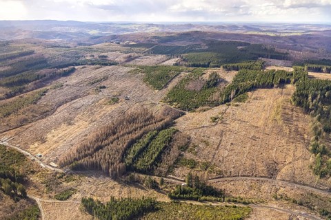 Aerial photo, forest damage in the forest area near Hellefeld, Westenfeld, Sundern, Sauerland,
