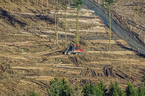 Aerial view, forest damage in forest area with harvester near Hellefeld, Westenfeld, Sundern,