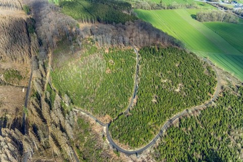 Aerial photo, forest damage in the forest area near Hellefeld, Westenfeld, Sundern, Sauerland,