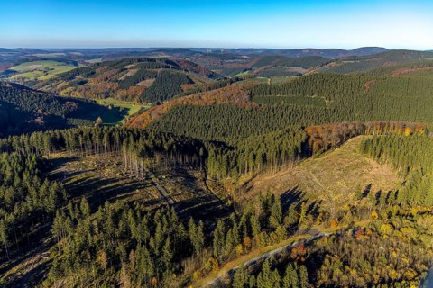 Aerial view, forest area with forest damage in the district Oberrarbach in Schmallenberg,