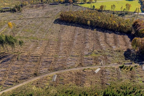 Aerial photograph, forest area with forest damage in the Bigge district of Olsberg, Sauerland,