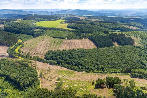Aerial view, forest area with forest damage and clear cutting, Neuenkleusheimer Wald,