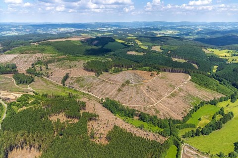 Aerial view, forest area with forest damage and clear cutting, Oberveischede, Olpe, Sauerland,