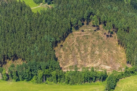 Aerial view, forest area with forest damage in Oberveischede, Olpe, Sauerland, North