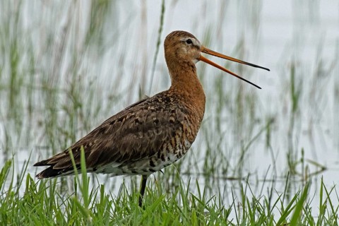 Black-tailed godwit with open beak standing at the water's edge with green stalks looking right,