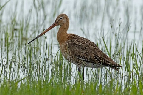 Black-tailed godwit standing at the water's edge with green stalks looking left, Lake Neusiedl,