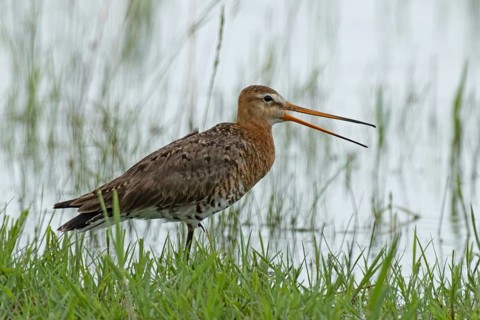 Black-tailed godwit with open beak standing at the water's edge with green stalks looking right,