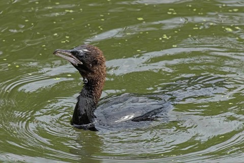 Pygmy Cormorant swimming in water looking left, Lake Neusiedl, Burgenland, Austria