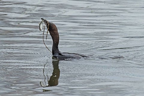 Pygmy Cormorant with fish in beak swimming in water looking left, Lake Neusiedl, Burgenland,