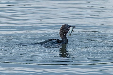 Pygmy Cormorant with fish in beak swimming in water looking right, Lake Neusiedl, Burgenland,