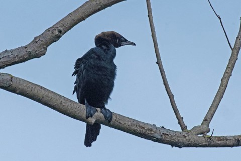 Pygmy Cormorant sitting on branch looking from front right in front of blue sky, Lake Neusiedl,