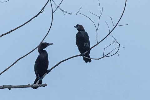 Pygmy Cormorant two birds sitting on branches looking differently from the front in front of blue