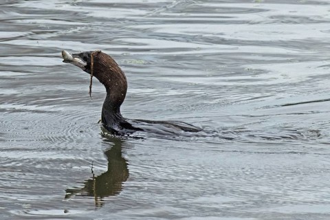 Pygmy Cormorant with fish in beak swimming in water looking left, Lake Neusiedl, Burgenland,