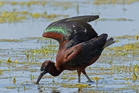 Glossy ibis with open wings standing in water looking down left, Lake Neusiedl, Burgenland, Austria