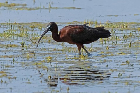 Glossy ibis with reflection in water with reflection standing looking left, Lake Neusiedl,
