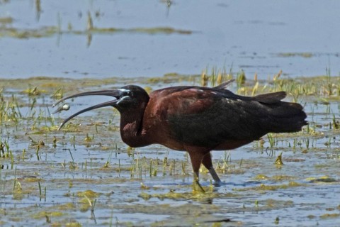 Glossy ibis with food in open beak standing in water looking left, Lake Neusiedl, Burgenland,