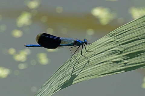 Blue-winged damselfly male with closed wings sitting on green stalk looking right, Lake Neusiedl,