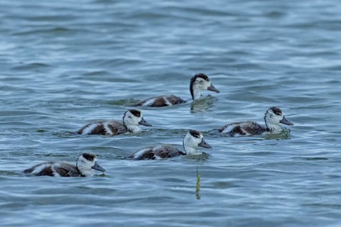 Shelduck five young birds swimming side by side in water on the right, Lake Neusiedl, Burgenland,