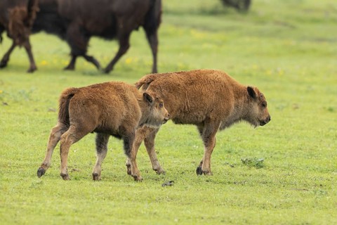 Bison two young animals standing next to each other in green meadow on the right, Lake Neusiedl,