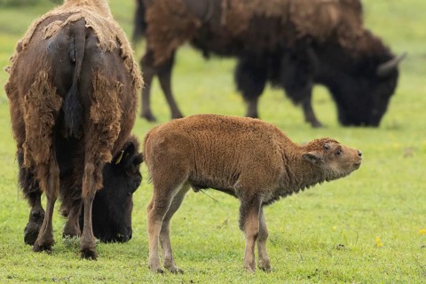 Bison young animal standing between two old animals in a green meadow on the right, Lake Neusiedl,