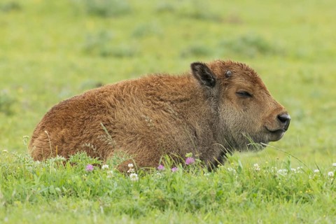 Bison young lying in green meadow looking right, Lake Neusiedl, Burgenland, Austria