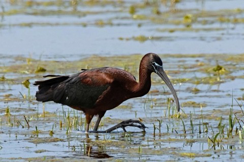 Glossy ibis walking in water looking right, Lake Neusiedl, Burgenland, Austria