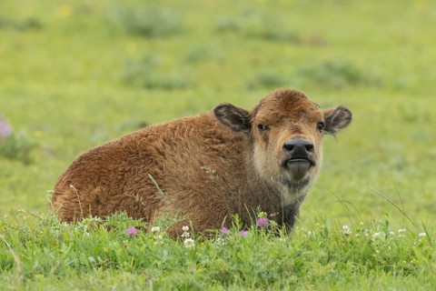 Bison young lying in green meadow looking to the right, Lake Neusiedl, Burgenland, Austria