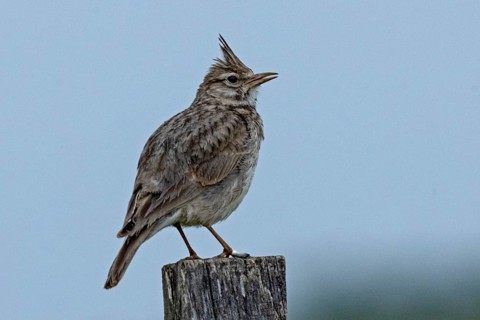 Crested lark standing on wooden post looking right in front of blue sky, Lake Neusiedl, Burgenland,