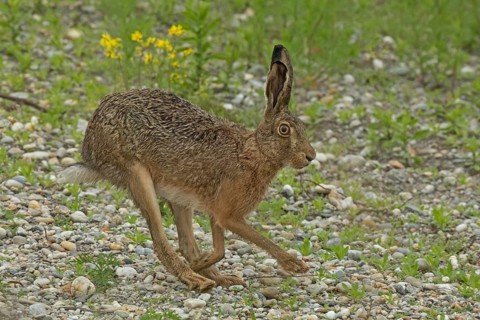 Brown hare jumping on gravel with green plants, looking right, Lake Neusiedl, Burgenland, Austria