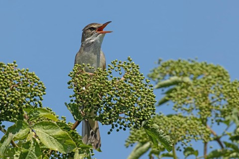 Great Reed Warbler with open beak sitting on branch with green leaves and green fruits singing from