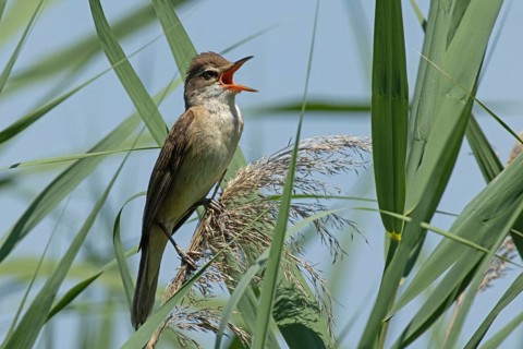 Great Reed Warbler with open beak sitting on reed frond between green leaves singing right looking