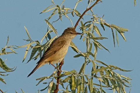 Great Reed Warbler sitting on branch with green leaves looking right in front of blue sky, Lake