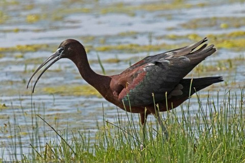 Glossy ibis with open beak and open wings standing in water looking left, Lake Neusiedl,