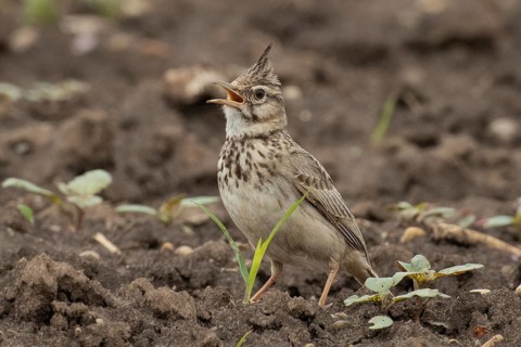 Crested lark with open beak standing in field looking left, Lake Neusiedl, Burgenland, Austria