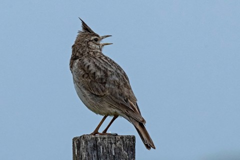Crested lark standing on wooden post looking back from behind right in front of blue sky, Lake