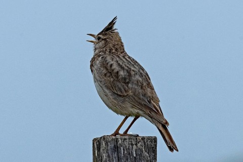Crested lark with open beak standing on wooden post looking left in front of blue sky, Lake