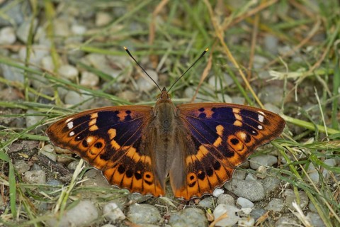 Lesser purple emperor Red-winged emperor with open wings sitting on gravel with green stalks from