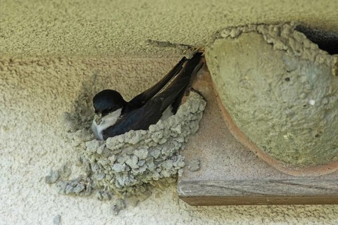 House martin with nesting material in beak sitting in nest looking left, Lake Neusiedl, Burgenland,