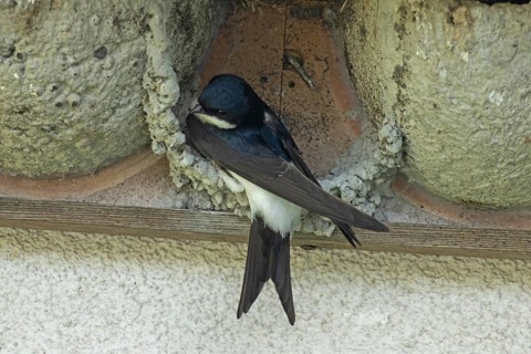 House martin sitting in a started nest looking left, Lake Neusiedl, Burgenland, Austria