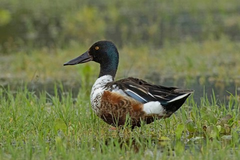 Male shoveler standing in green meadow looking left, Lake Neusiedl, Burgenland, Austria