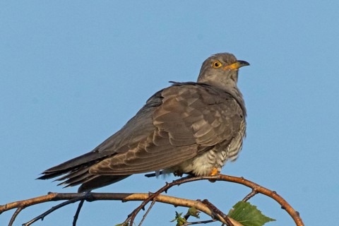 Cuckoo sitting on branch looking right in front of blue sky, Lake Neusiedl, Burgenland, Austria