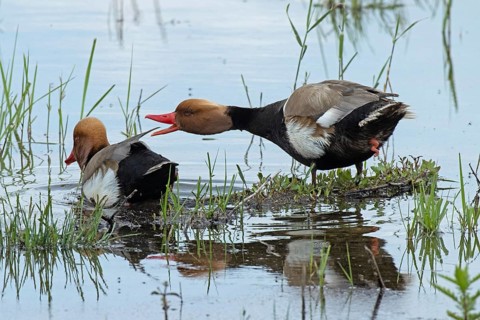 Garganey two males with open beak threatening in water standing next to each other looking left,