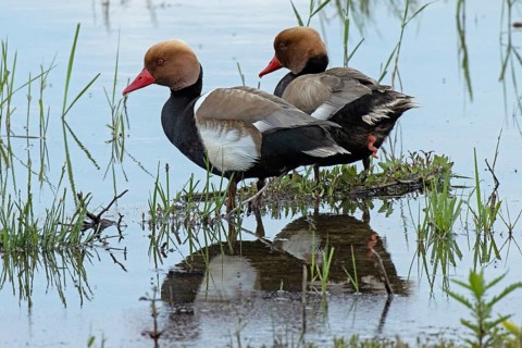 Garganey two males with mirror image in water standing next to each other looking left, Lake