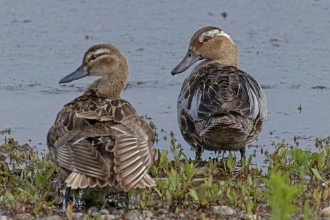 Garganey male and female standing next to each other on the water's edge, Lake Neusiedl,
