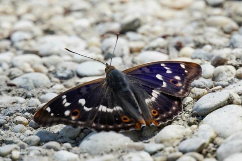 Lesser purple emperor Red emperor butterfly with open wings sitting on gravel from behind, Lake