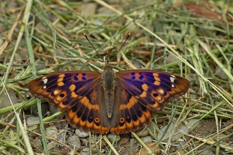 Lesser purple emperor Red-winged emperor with open wings sitting on gravel with green stalks from