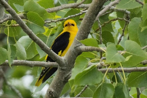 Male oriole sitting on a branch between green leaves looking from the front right, Lake Neusiedl,