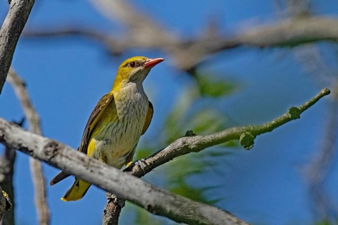 Female oriole sitting on branch looking from the front right in front of blue sky, Lake Neusiedl,