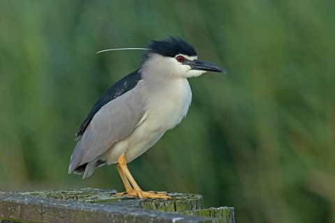 Night heron adult bird with decorative feather standing on wooden post looking right, Lake
