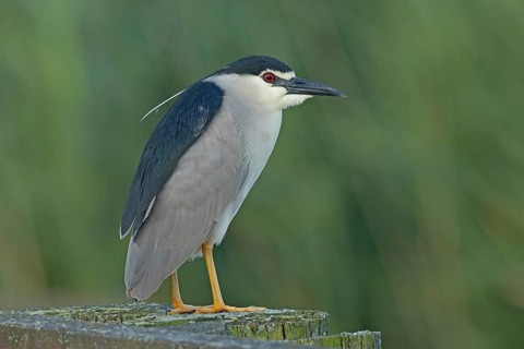 Night heron adult bird with decorative feather standing on wooden post looking right, Lake